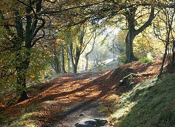 Forestry Commission Scotland