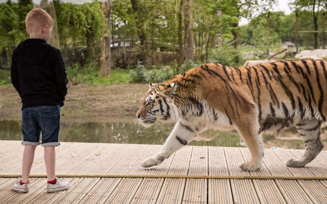 Tiger Park, Knowsley Safari Park