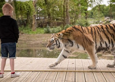 Tiger Park, Knowsley Safari Park